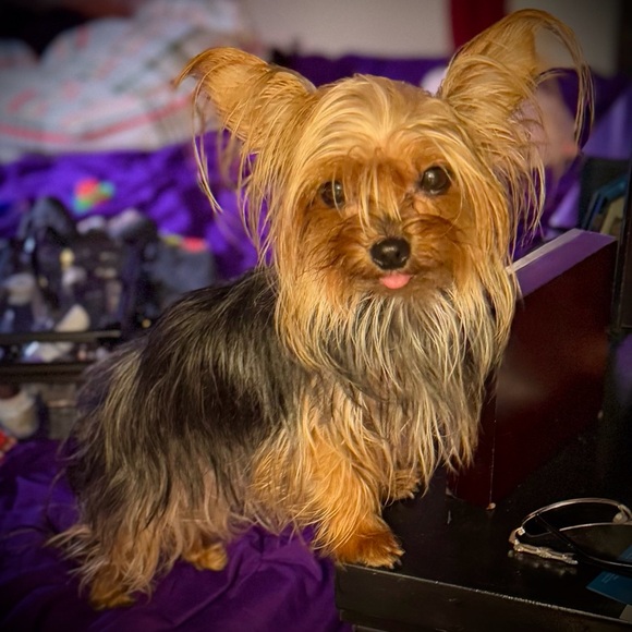 Meet your Posher, Robin - Picture 7 of 16